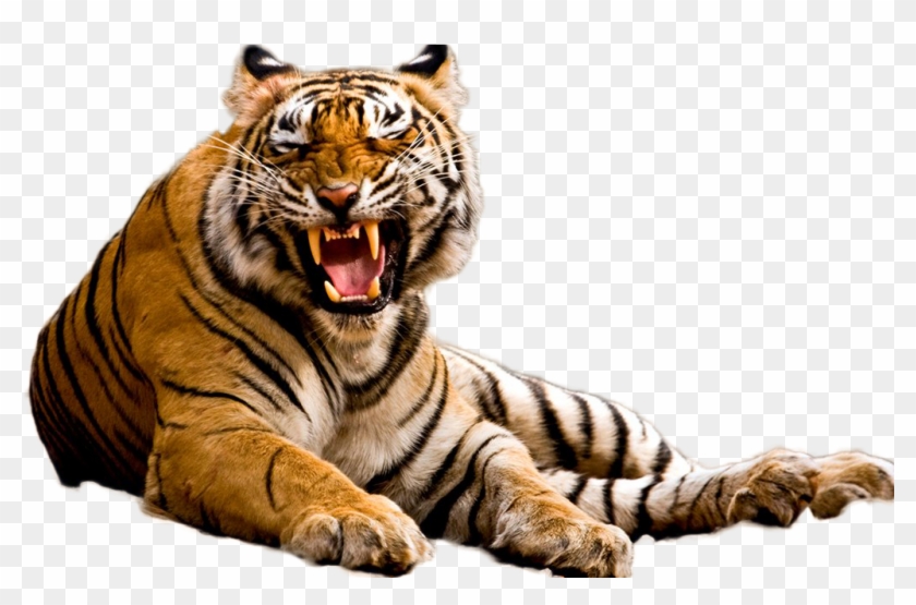 Detail Tiger Transparent Nomer 31