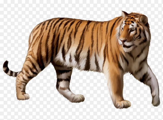 Detail Tiger Transparent Nomer 35