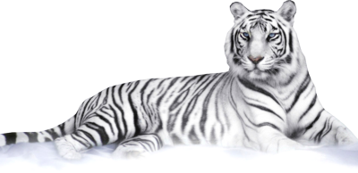 Detail Tiger Transparent Nomer 36