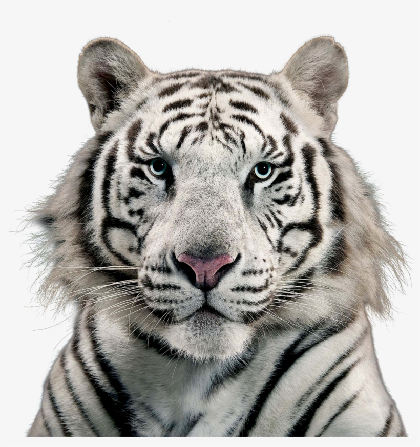 Detail Tiger Transparent Nomer 37