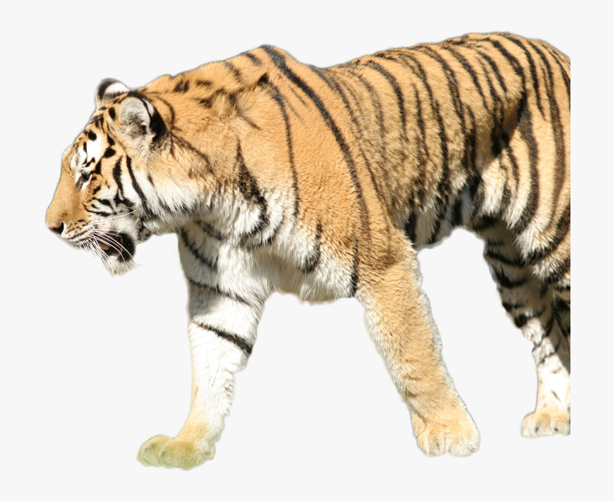 Detail Tiger Transparent Nomer 38