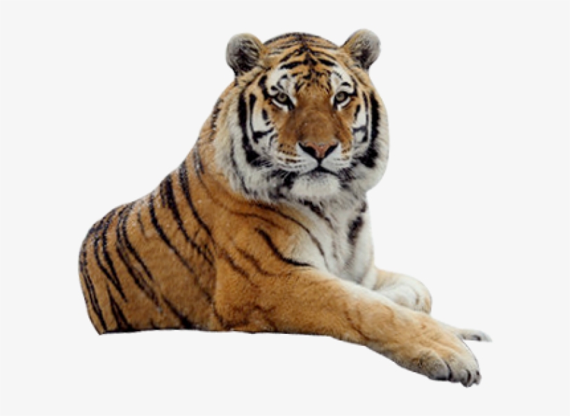 Detail Tiger Transparent Nomer 40