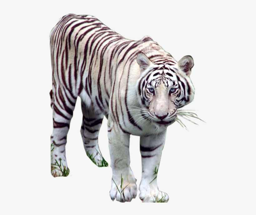 Detail Tiger Transparent Nomer 43