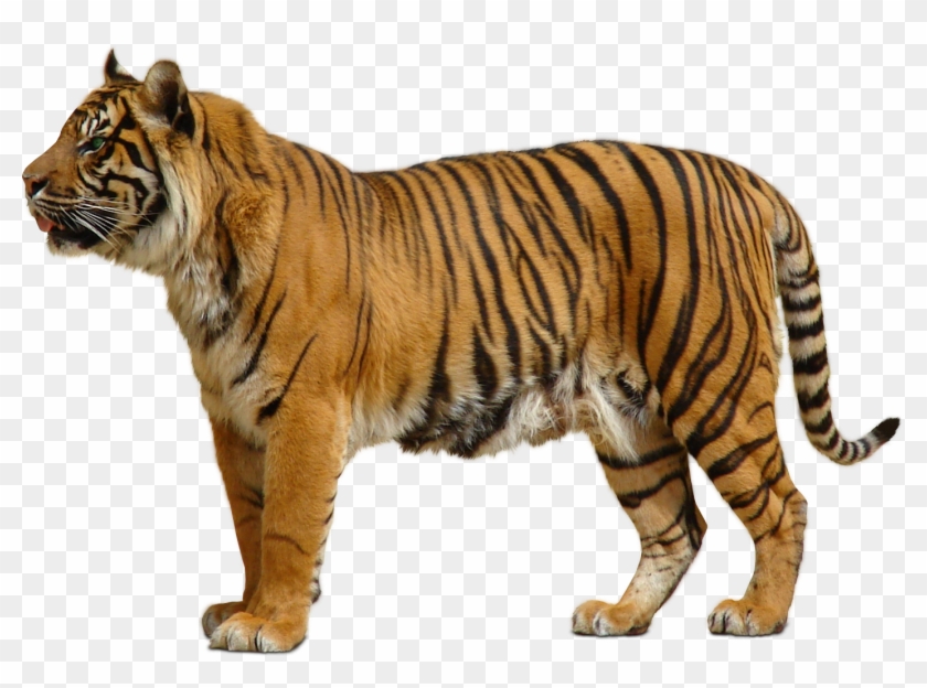 Detail Tiger Transparent Nomer 6