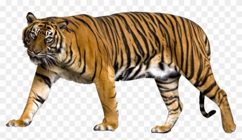 Detail Tiger Transparent Nomer 8