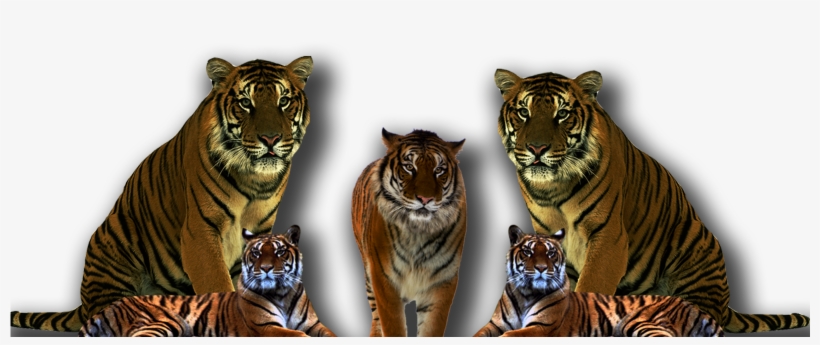 Detail Tiger Transparent Background Nomer 34
