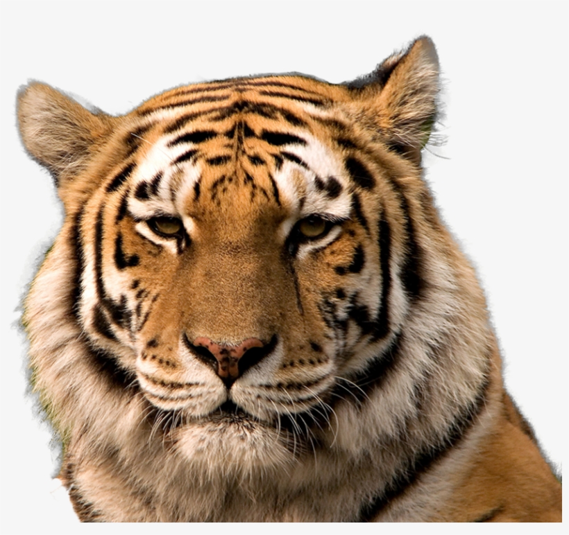 Detail Tiger Transparent Background Nomer 35