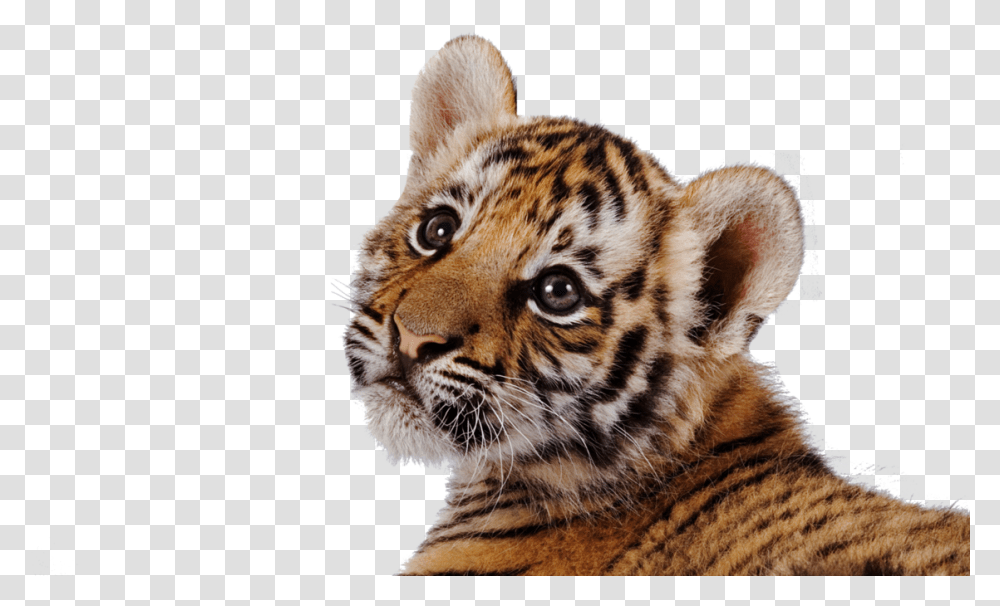 Detail Tiger Transparent Background Nomer 39