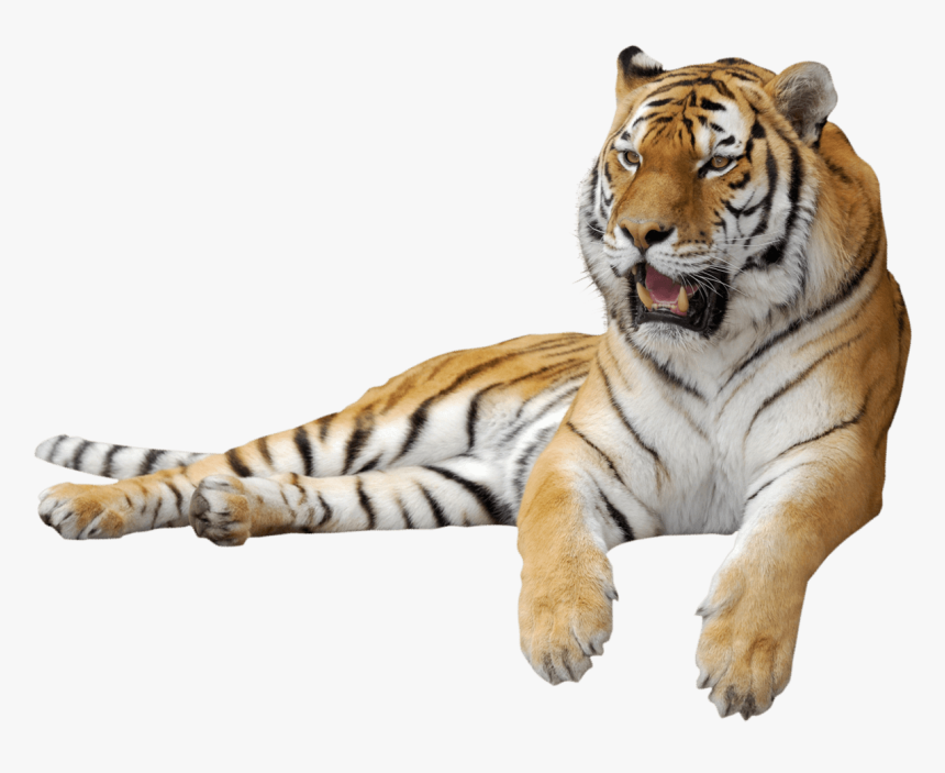 Detail Tiger Transparent Background Nomer 7