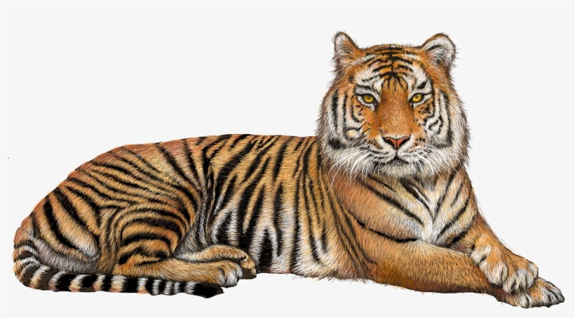 Detail Tiger Transparent Png Nomer 2