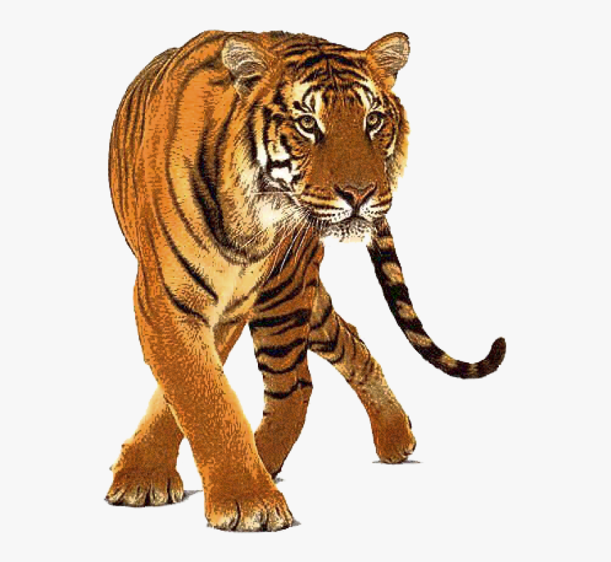 Detail Tiger Transparent Png Nomer 23