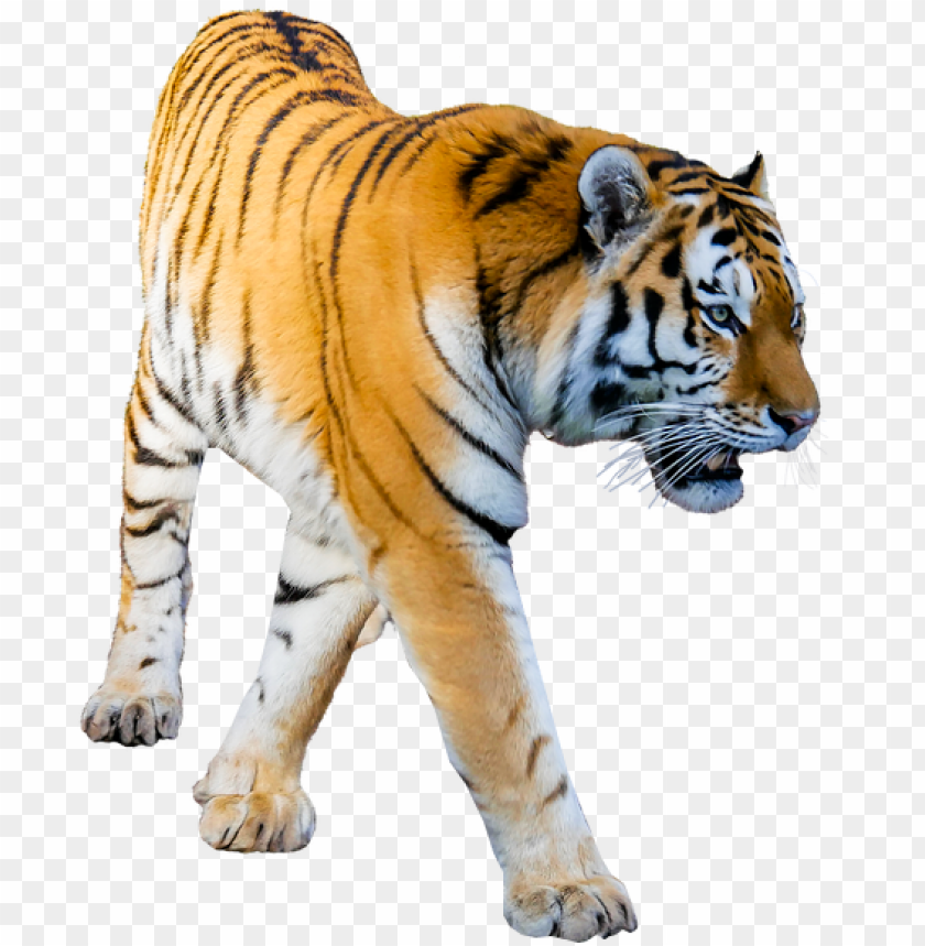 Detail Tiger Transparent Png Nomer 7
