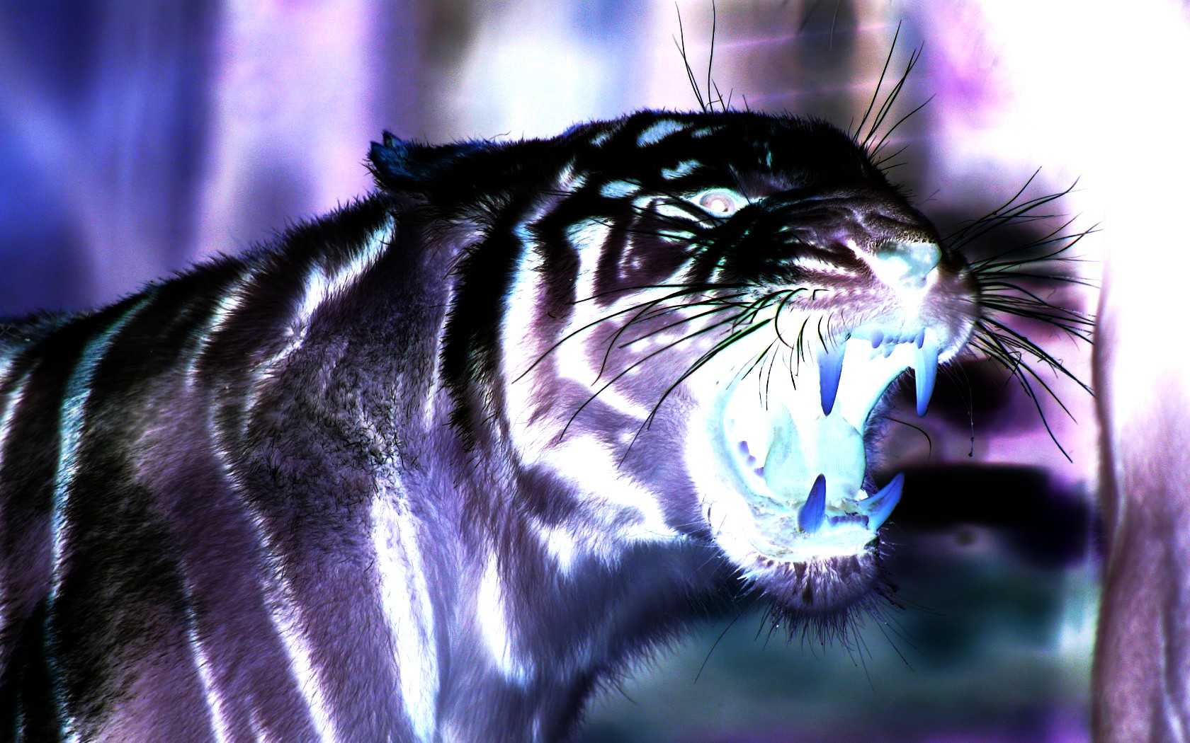 Detail Tiger Wallpaper 3d Nomer 31