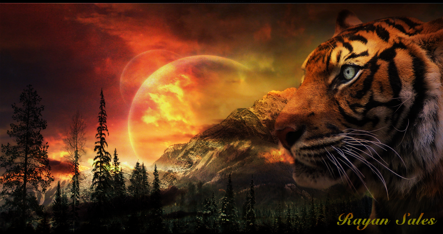 Detail Tiger Wallpaper 3d Nomer 41