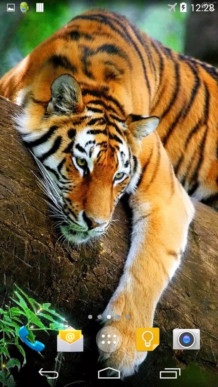 Detail Tiger Wallpaper 3d Nomer 45