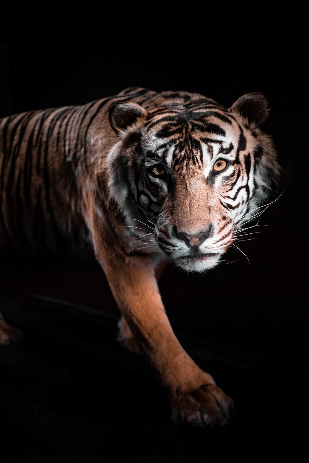 Detail Tiger Wallpaper Hd Nomer 18