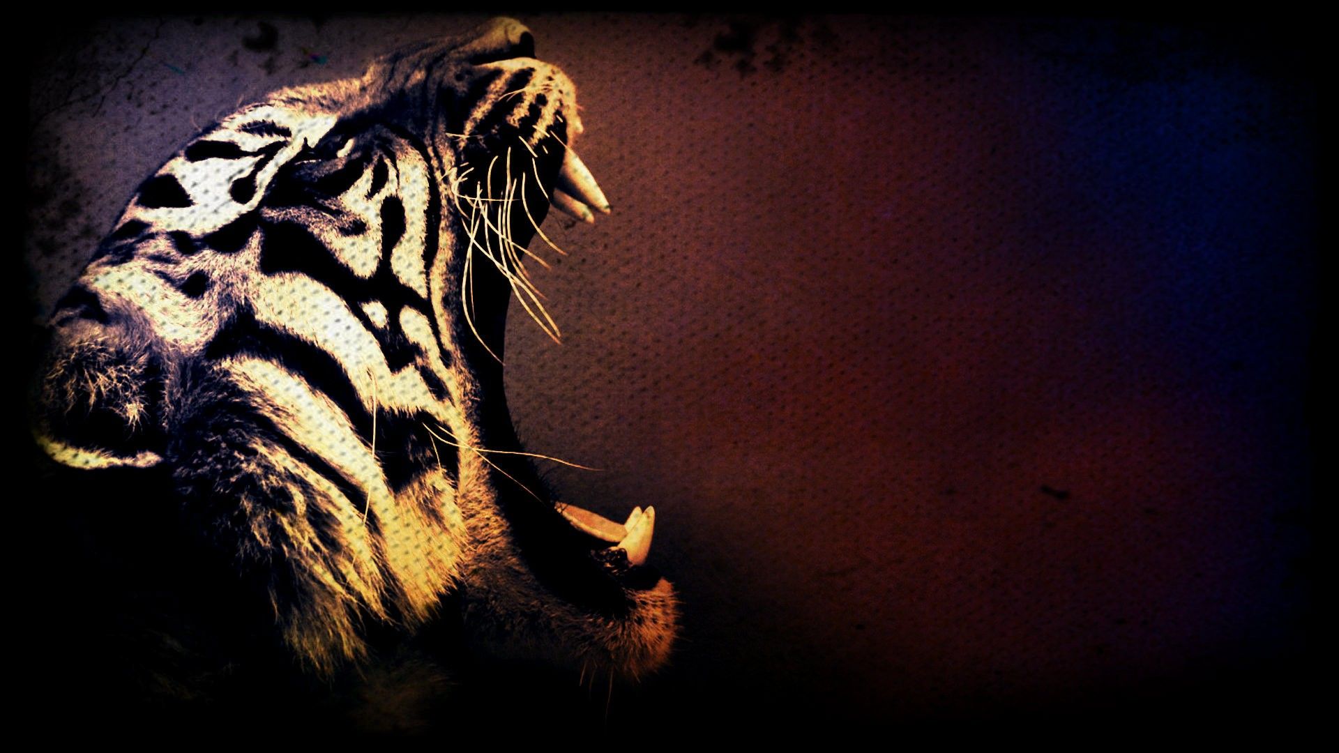 Detail Tiger Wallpaper Hd Nomer 22