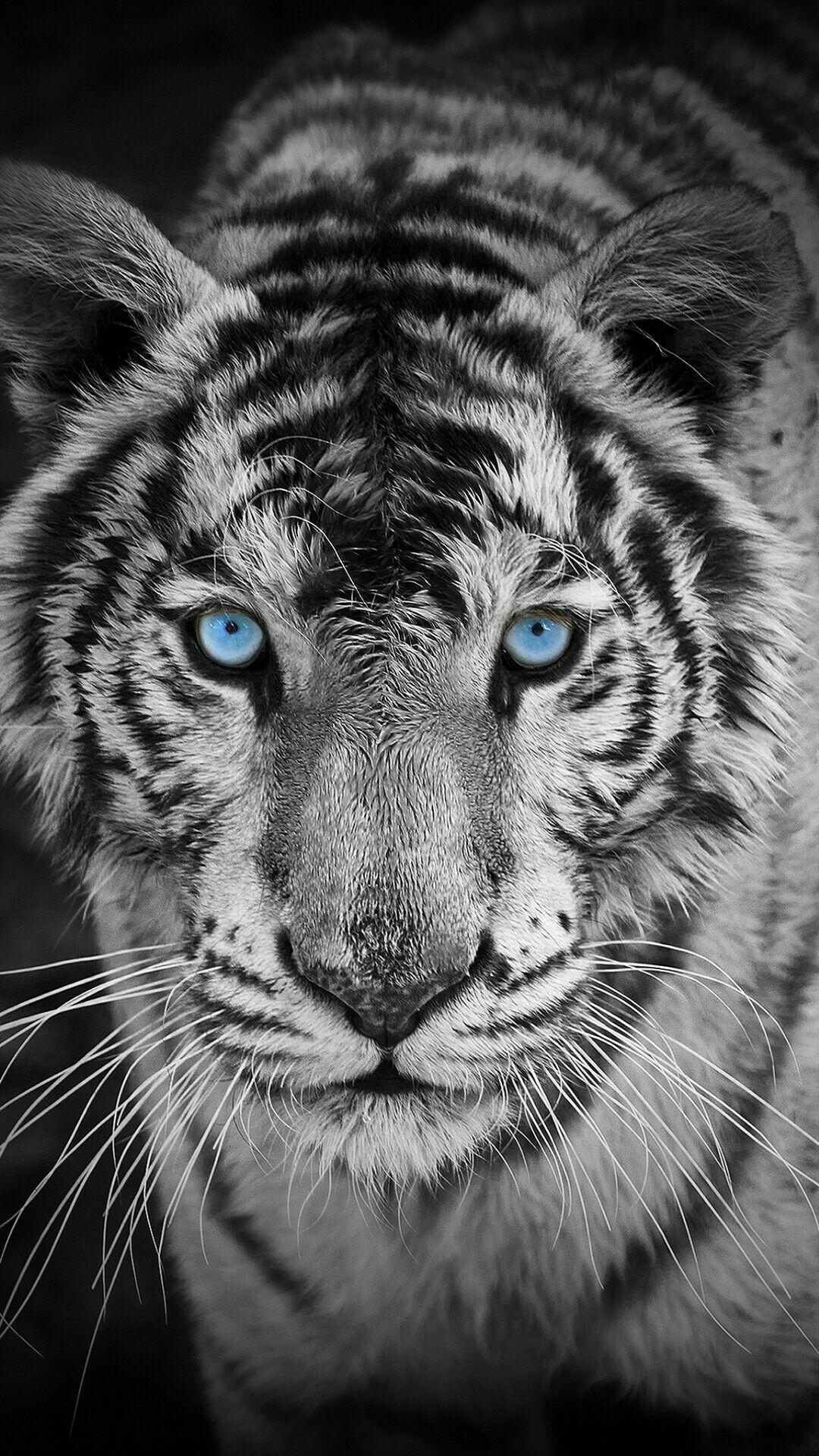 Detail Tiger Wallpaper Hd Nomer 27