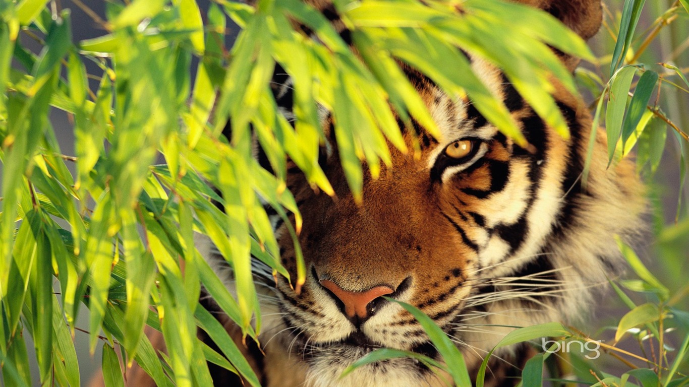 Detail Tiger Wallpaper Hd Nomer 29