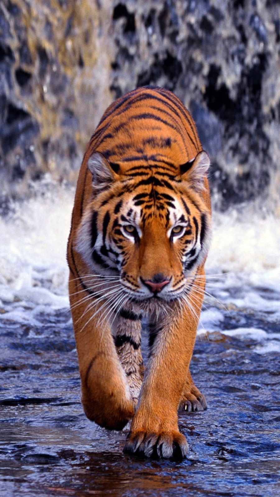 Detail Tiger Wallpaper Hd Nomer 30