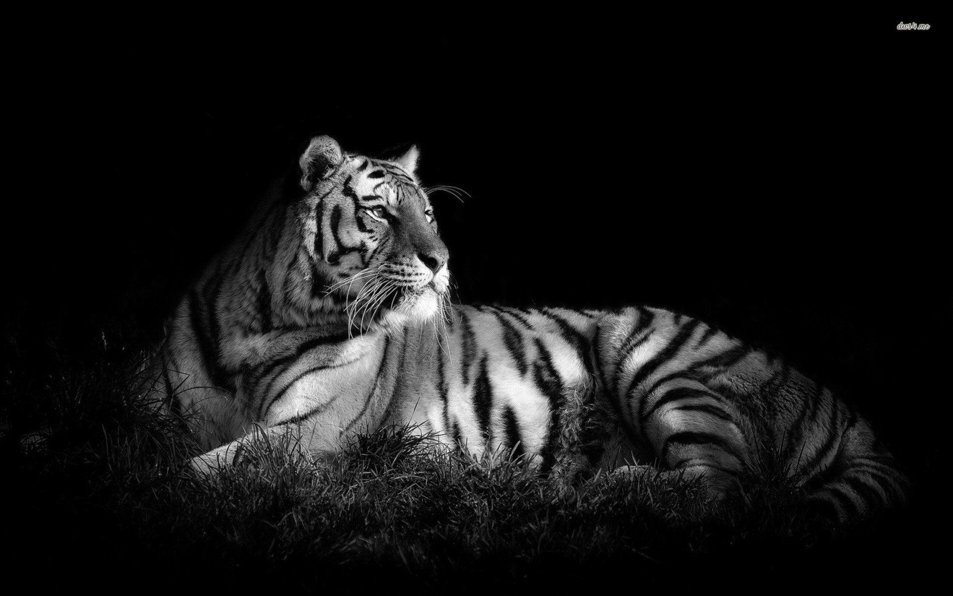 Detail Tiger Wallpaper Hd Nomer 31