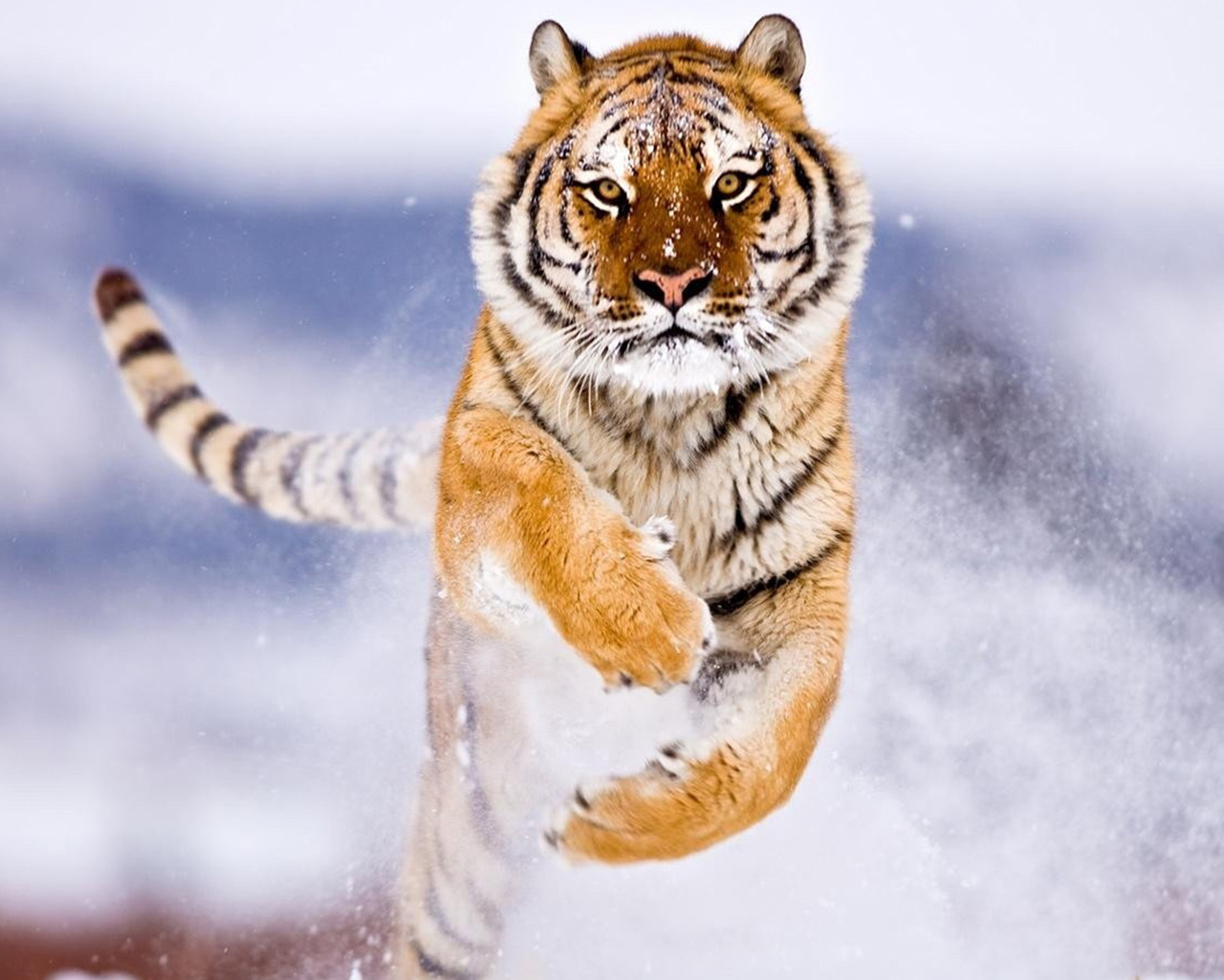 Detail Tiger Wallpaper Hd Nomer 48