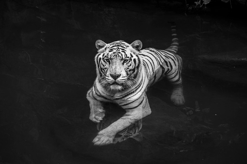 Detail Tiger Wallpaper Hd Nomer 56