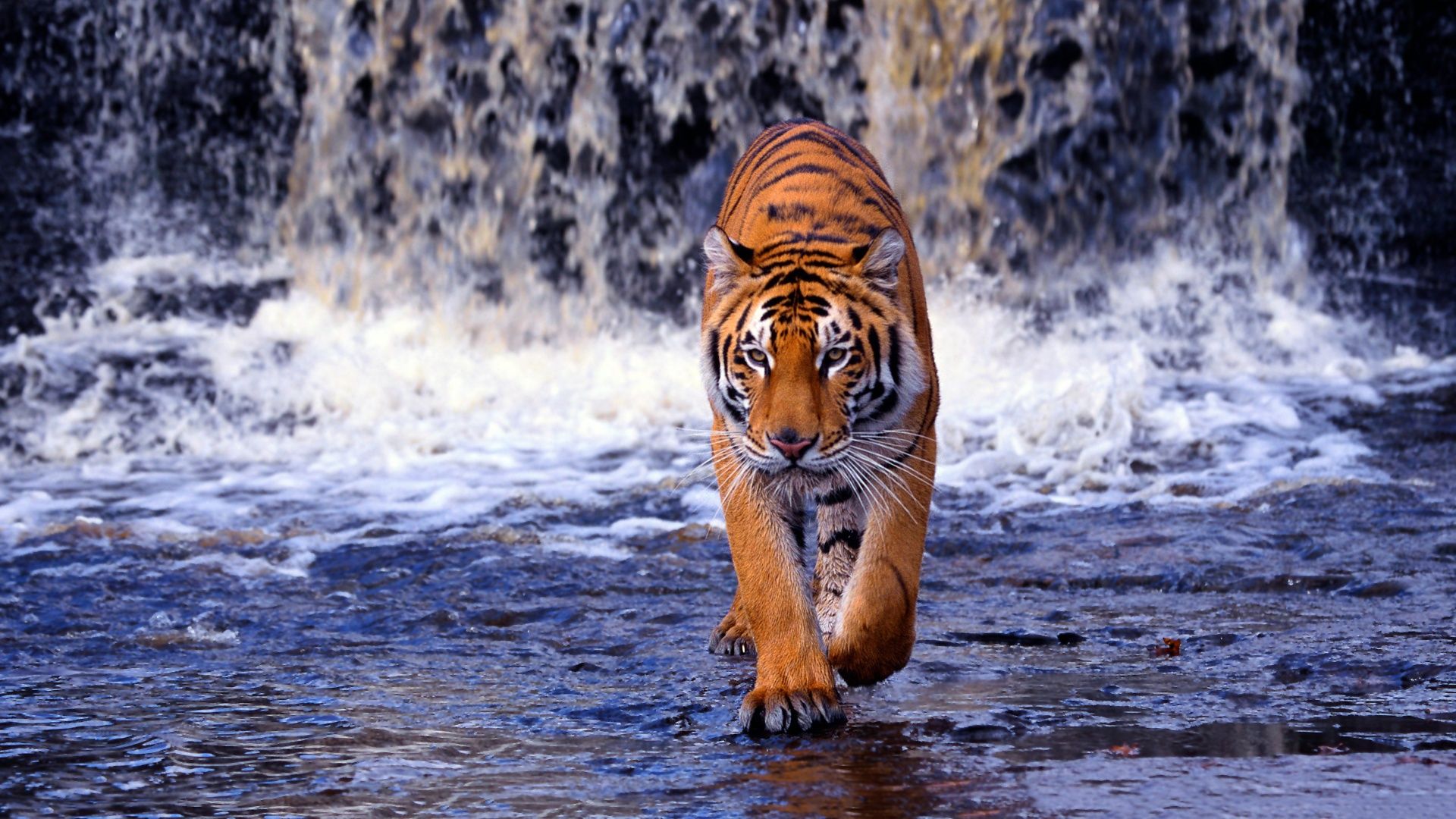 Detail Tiger Wallpaper Hd Nomer 10