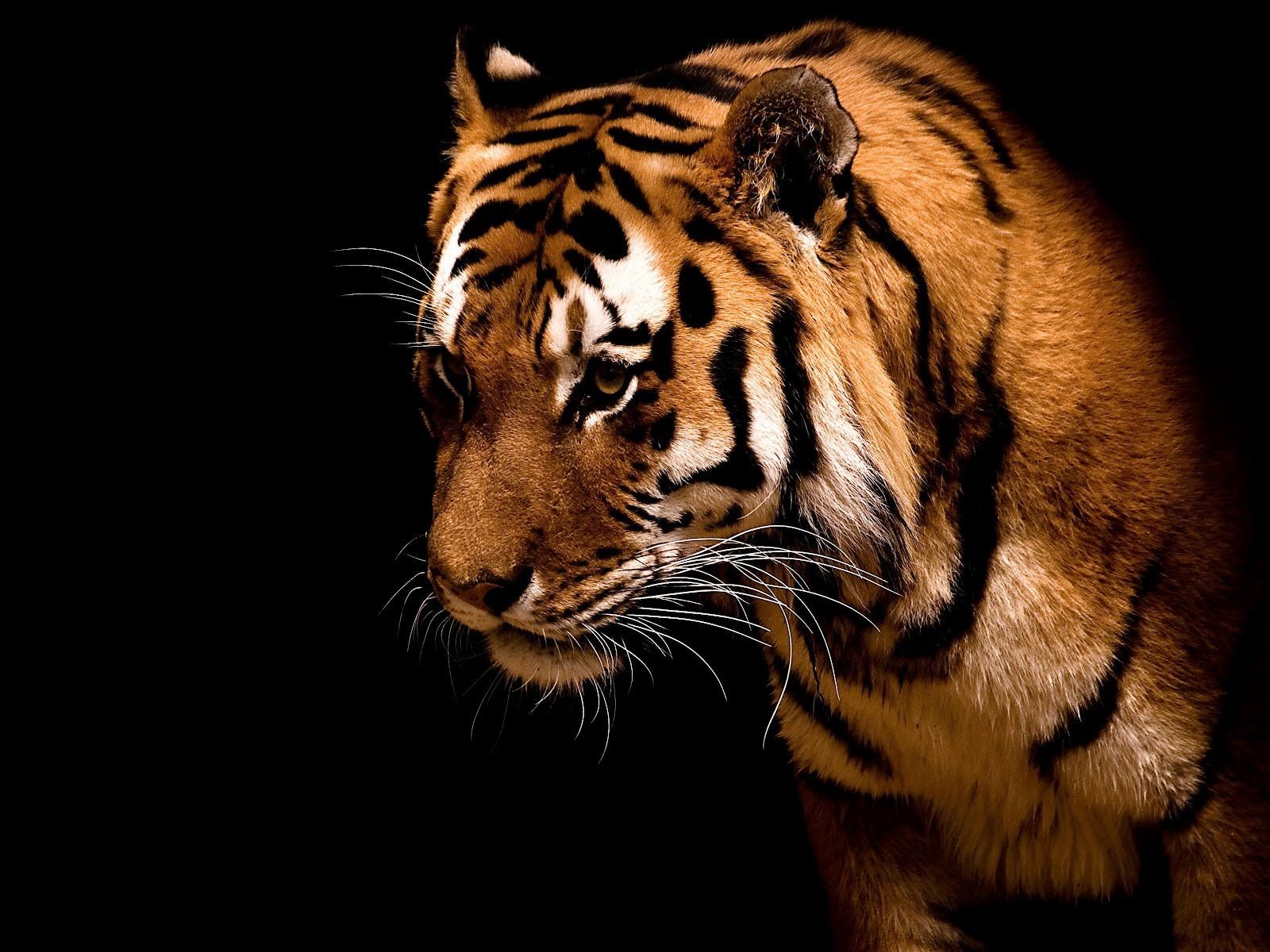 Detail Tiger Wallpaper High Resolution Nomer 28