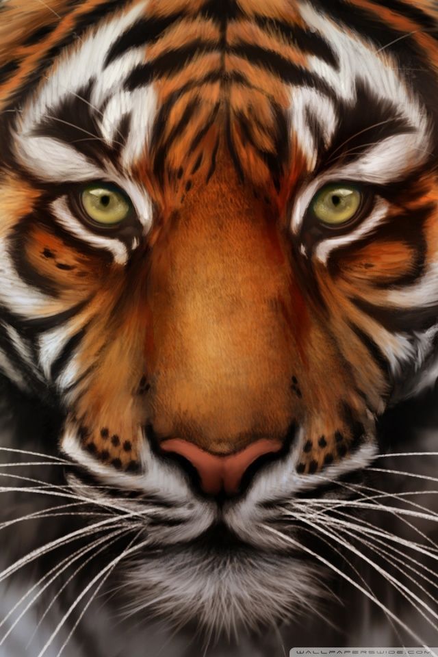 Detail Tiger Wallpaper High Resolution Nomer 33