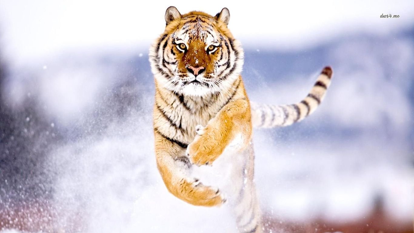 Detail Tiger Wallpaper High Resolution Nomer 38