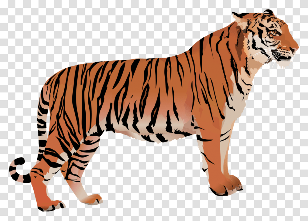 Detail Tiger White Background Nomer 37