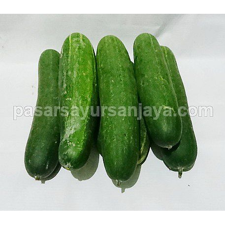 Detail Timun Buah Atau Sayur Nomer 24