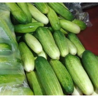 Detail Timun Buah Atau Sayur Nomer 38