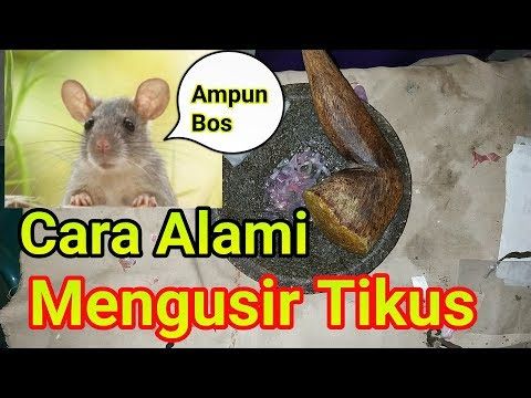 Detail Tips Mengusir Tikus Di Rumah Nomer 31