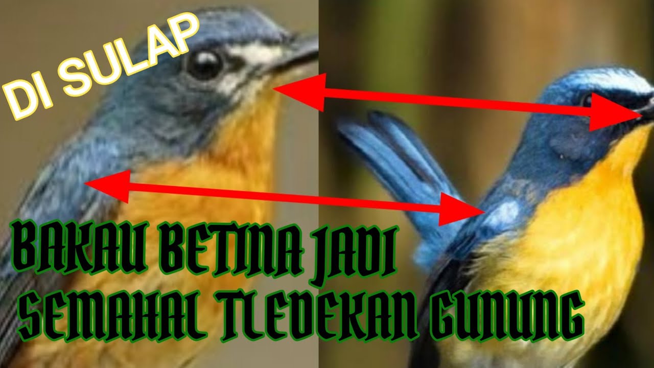 Detail Tledekan Bambu Jantan Dan Betina Nomer 10