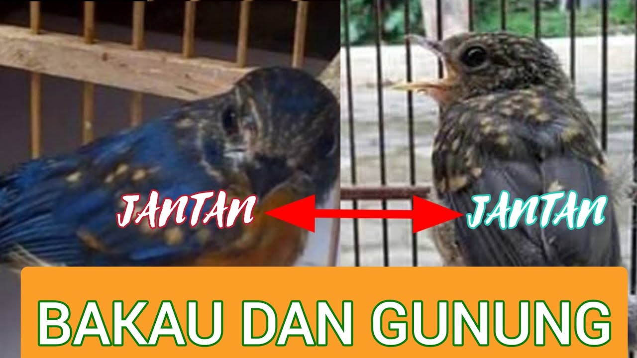 Detail Tledekan Bambu Jantan Dan Betina Nomer 39