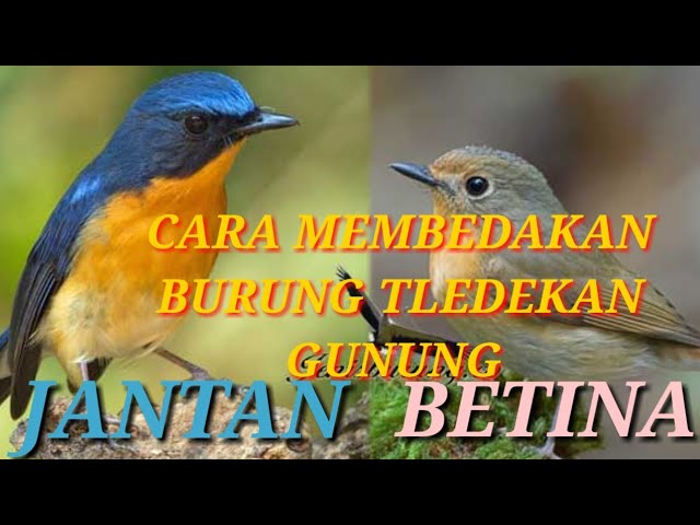 Detail Tledekan Bambu Jantan Dan Betina Nomer 43