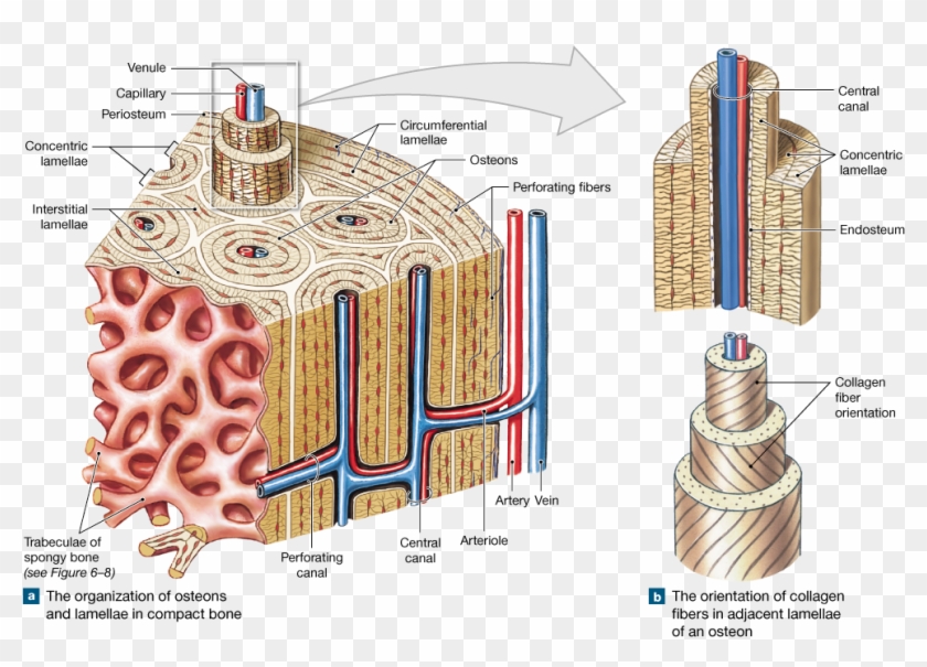 Detail To The Bone Download Nomer 24