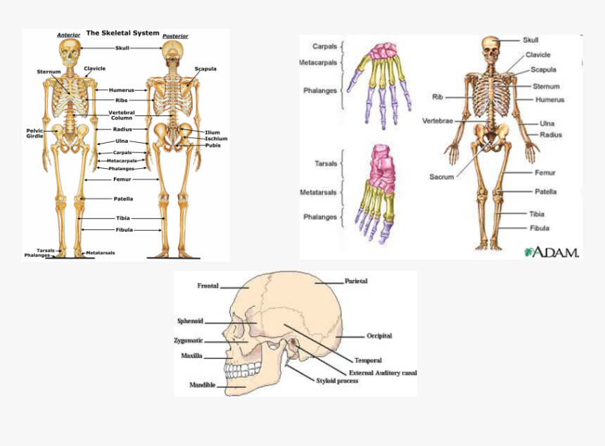 Detail To The Bone Download Nomer 5