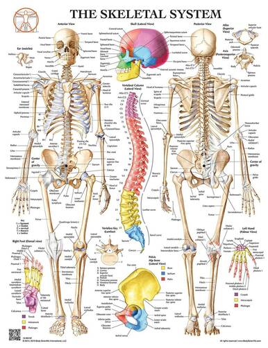 Detail To The Bone Download Nomer 38