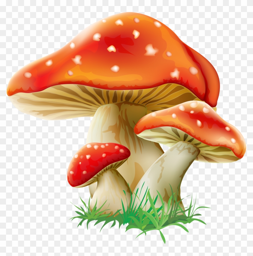 Detail Toadstool Png Nomer 34