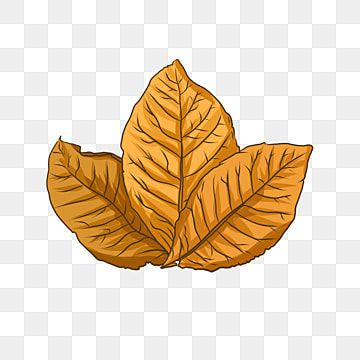 Detail Tobacco Leaf Clip Art Nomer 15