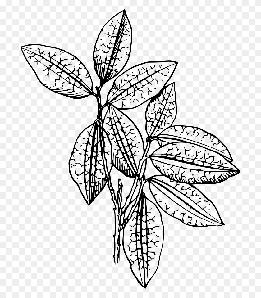 Detail Tobacco Leaf Clip Art Nomer 28