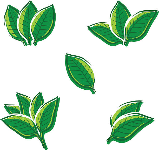 Detail Tobacco Leaf Clip Art Nomer 38