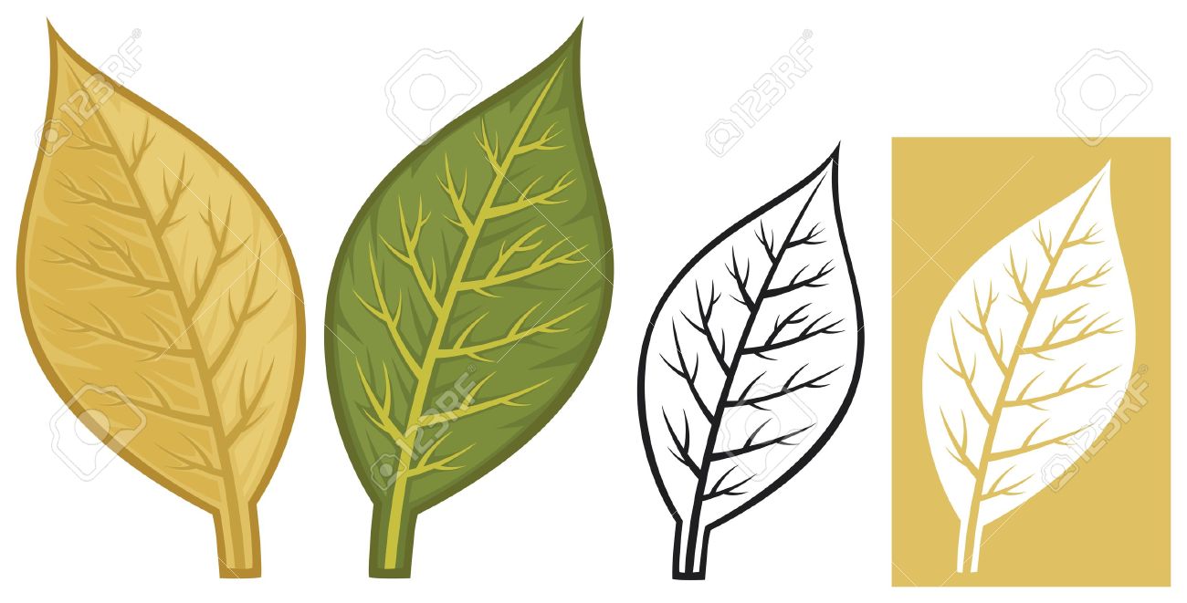 Detail Tobacco Leaf Clip Art Nomer 7