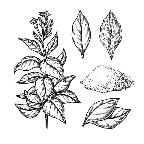 Detail Tobacco Leaf Clip Art Nomer 9