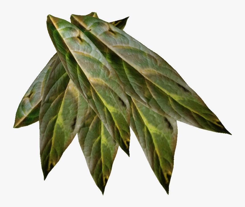 Tobacco Plant Png - KibrisPDR