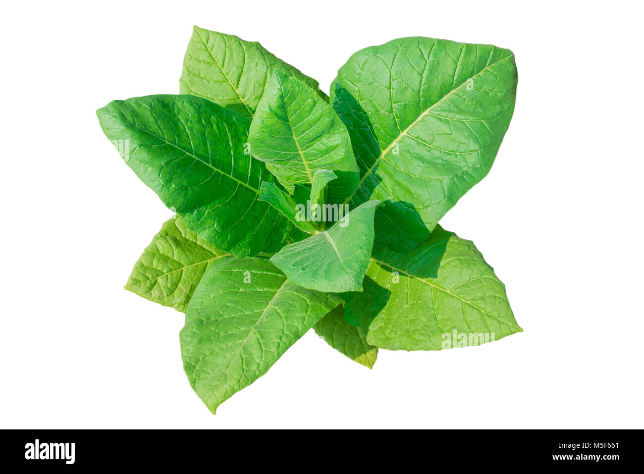 Detail Tobacco Plant Png Nomer 22