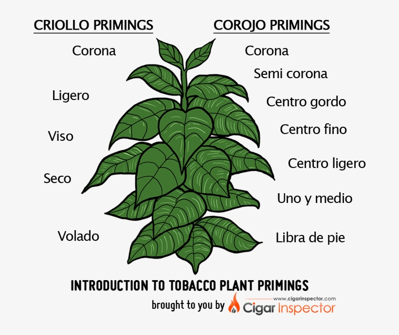 Detail Tobacco Plant Png Nomer 32